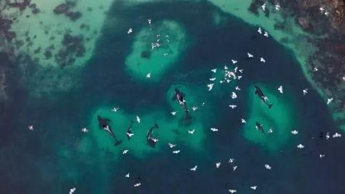 我们的星球 第二季,第二季深度揭秘