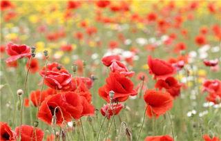 红罂粟2,暗夜之花再绽放